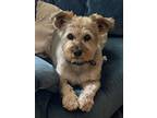 Adopt Buddy a Tan/Yellow/Fawn - with Black Norfolk Terrier / Mixed dog in