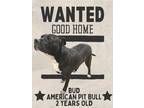 Adopt Bud a American Pit Bull Terrier / Mixed dog in Nicholasville