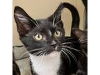 Adopt Whitney Houston a All Black Domestic Shorthair / Mixed cat in LaGrange