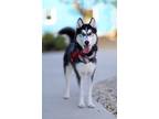 Adopt Lulu a Siberian Husky / Mixed dog in Albuquerque, NM (38989039)