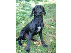 Adopt Wednesday a Labrador Retriever / Coonhound / Mixed dog in Versailles