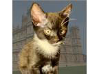 Adopt Harry Hurricane - In Foster a Domestic Shorthair / Mixed cat in Birdsboro