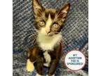 Adopt Tommy Tornado - In Foster a Domestic Shorthair / Mixed cat in Birdsboro