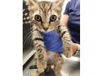 Adopt Sheriff a Domestic Shorthair / Mixed cat in Birdsboro, PA (39015217)