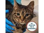 Adopt Pebbles a Domestic Shorthair / Mixed cat in Birdsboro, PA (39015210)