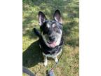 Adopt Milo a German Shepherd Dog / Mixed dog in Grand Rapids, MI (39015207)