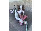 Adopt Dixie a White American Pit Bull Terrier / Mixed dog in Tracy