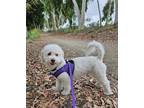 Adopt Gucci #454 a White Bichon Frise / Mixed dog in Placentia, CA (38952243)