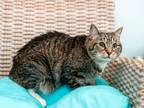 Adopt Kate a Gray, Blue or Silver Tabby Domestic Shorthair cat in Redmond