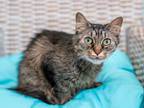 Adopt Tango a Gray, Blue or Silver Tabby Domestic Shorthair cat in Redmond