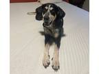 Adopt Boomer Blue a Black Bluetick Coonhound / Mixed dog in TULSA, OK (39015093)