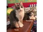 Adopt Todd and Tooshka a Gray or Blue (Mostly) Domestic Shorthair / Mixed (short