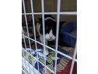 Adopt Oreo Cookie a Black & White or Tuxedo Domestic Mediumhair / Mixed cat in