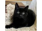 Adopt Little Bear a All Black Domestic Shorthair / Mixed (short coat) cat in