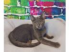 Adopt Ezra Blue a Gray or Blue Russian Blue (short coat) cat in Glendale
