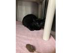 Adopt Jerry a All Black Domestic Shorthair / Domestic Shorthair / Mixed cat in
