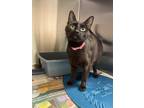 Adopt Ella a Domestic Shorthair / Mixed cat in Port Alberni, BC (38985223)