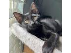 Adopt Blackie Aoife a All Black Domestic Shorthair / Mixed cat in Mission