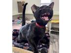 Adopt Onyx a All Black Domestic Shorthair (short coat) cat in Ashland