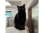 Adopt Magic a All Black Domestic Shorthair / Mixed cat in Davenport