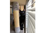 Adopt Ivy a All Black Domestic Shorthair / Mixed (short coat) cat in Spring