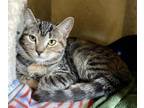 Adopt Suzanna a Tiger Striped Tabby (short coat) cat in Ashland, OH (39014101)