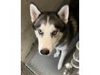 Adopt Hogan a Gray/Silver/Salt & Pepper - with White Husky / Mixed dog in