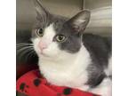 Adopt Socks a Gray or Blue Domestic Shorthair / Mixed cat in Columbia Station