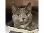 Adopt Andie a Tortoiseshell Domestic Shorthair / Mixed cat in Columbia Station