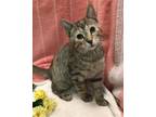 Adopt Mabel a Domestic Shorthair / Mixed cat in Columbus, OH (39006570)