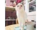 Adopt Cannoli a White Domestic Shorthair / Mixed cat in Wichita, KS (38958366)