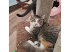 Adopt Powie Wowie a Tan or Fawn Domestic Mediumhair / Mixed cat in Texas City