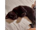 Adopt Gomez- Bonded to Billy a All Black Domestic Shorthair / Mixed cat in