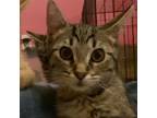 Adopt Mr. Tomnus a Brown or Chocolate Domestic Shorthair / Mixed cat in