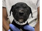 Adopt Quazzie a Labrador Retriever / Mixed dog in Birmingham, AL (39007547)