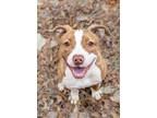 Adopt Linda a American Pit Bull Terrier / Mixed dog in Birmingham, AL (39007490)