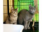 Adopt Kittens! a Calico or Dilute Calico Calico / Mixed (short coat) cat in