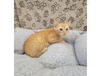 Adopt Nelson a Orange or Red Tabby Domestic Shorthair / Mixed (short coat) cat