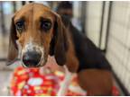 Adopt Shady a Coonhound (Unknown Type) / Mixed dog in Lexington, KY (39013015)