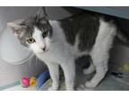 Adopt Aspen a Domestic Shorthair / Mixed cat in Napa, CA (39003945)