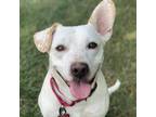Adopt Marlena a Terrier (Unknown Type, Medium) / Labrador Retriever / Mixed dog