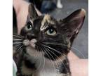 Adopt Lilac a Domestic Shorthair / Mixed cat in Fayetteville, AR (39003095)