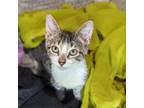 Adopt Twizzler a Domestic Shorthair / Mixed cat in Fayetteville, AR (39012954)