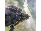 Adopt Chavela a Turtle - Water reptile, amphibian, and/or fish in Golden