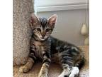 Adopt Fudge a Domestic Shorthair / Mixed cat in Pleasant Hill, CA (39003804)