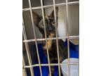 Adopt 16799-Pepper-Petsense a Domestic Shorthair / Mixed cat in Covington