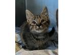 Adopt Squishy a Domestic Shorthair / Mixed cat in Cleveland, TN (39003141)