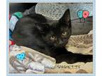 Adopt Spaghetti a Domestic Shorthair / Mixed cat in Orangeville, ON (39003054)