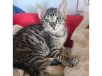 Adopt Levi a Domestic Shorthair / Mixed cat in Pleasant Hill, CA (39012771)