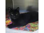 Adopt Pantheon a All Black Domestic Shorthair / Mixed cat in Westminster